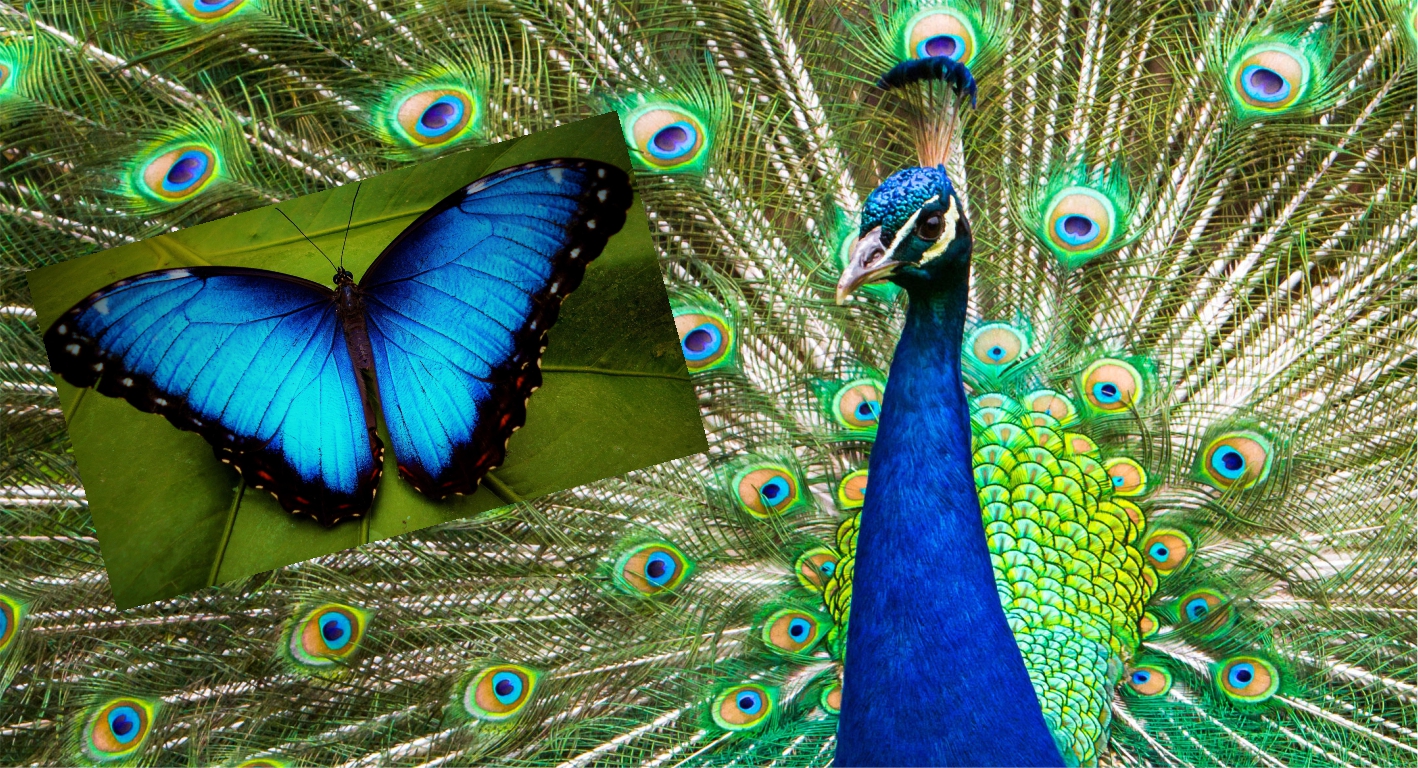 Νέα τεχνική εκτύπωσης χρώματος εμπνευσμένη από τα φτερα πεταλουδας και παγωνιου!